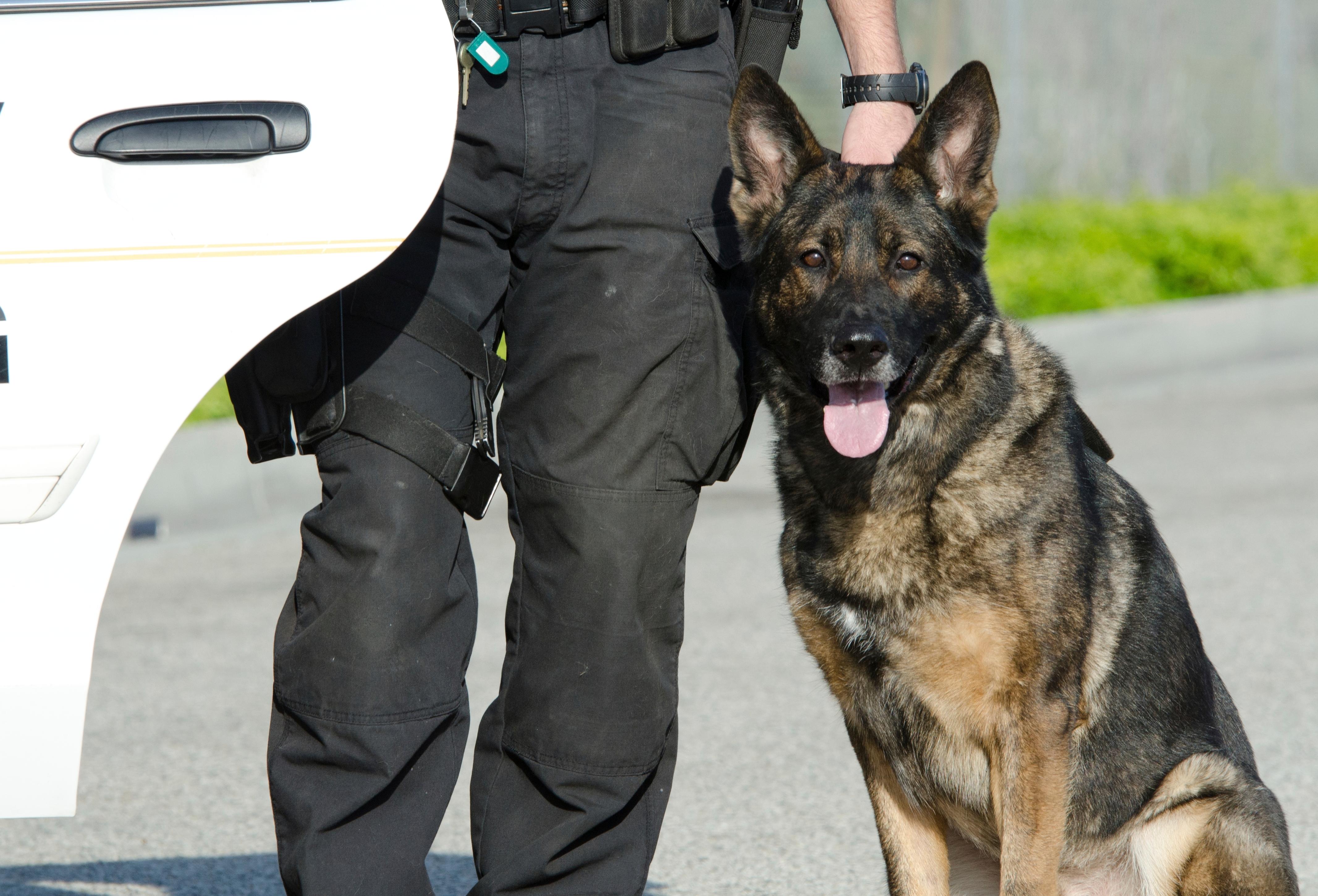 OCC K 9 Program Prepares Handlers And Dogs