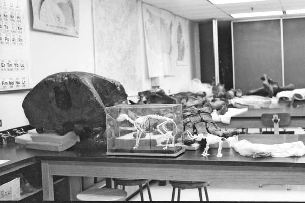 OCC students reconstruct bones of a 10,000-year-old mastodon.