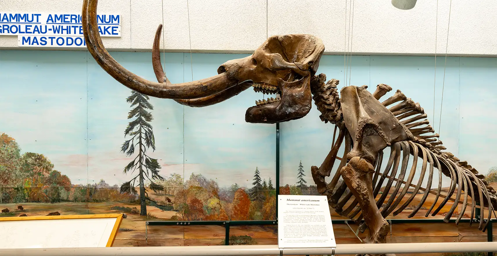 Image of Mastodon skeleton that will move from OCC to Cranbrook Institute of Science.